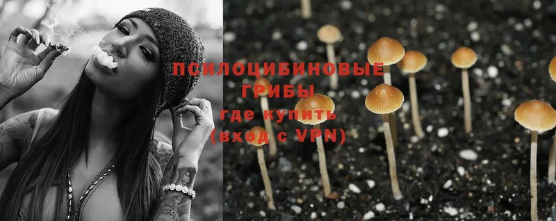 Псилоцибиновые грибы Psilocybe  Киреевск 